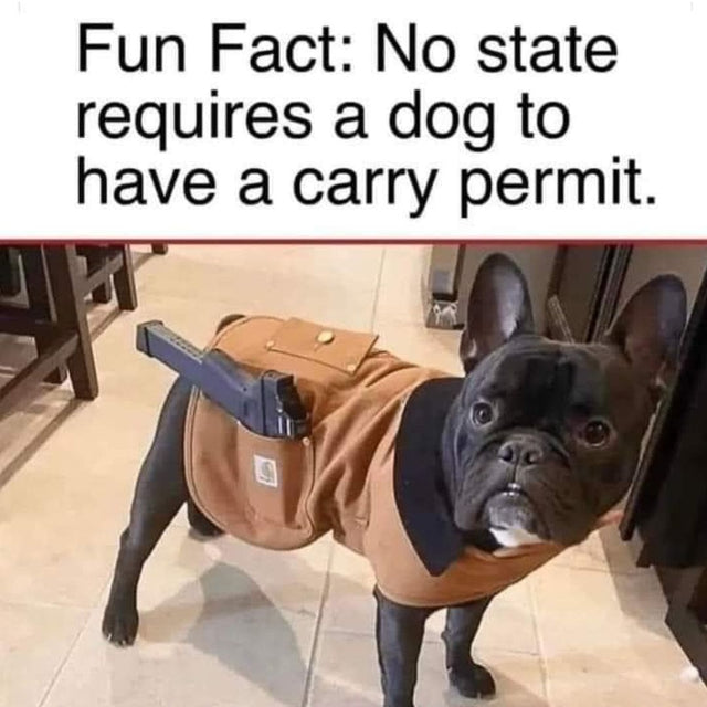 French Bulldog with gun in vest, text "No state requires dog carry permit."